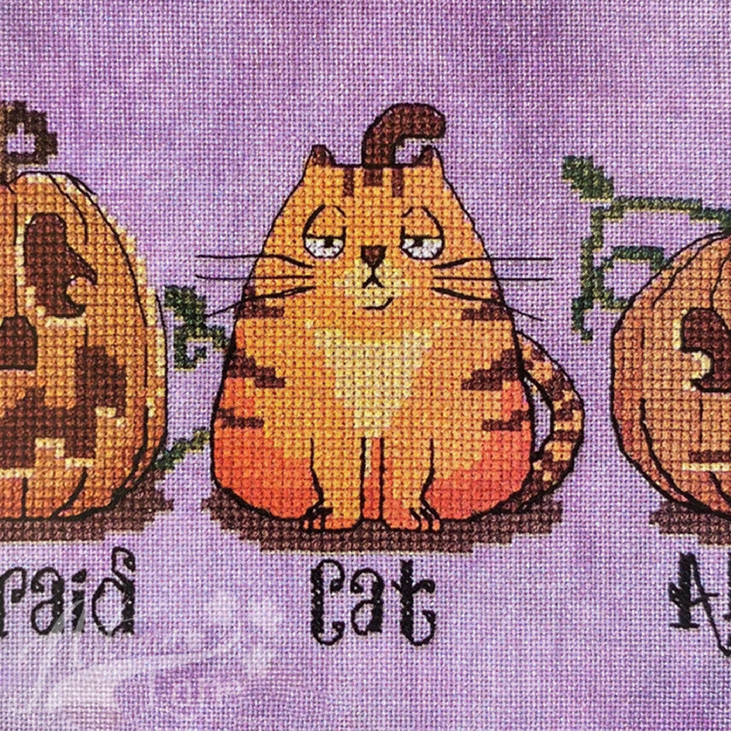 Pumpkins lined up. A cat is camouflaged as one of them.